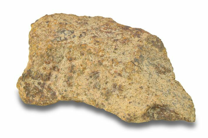 Gold Basin Chondrite Meteorite ( g) - Arizona #282773